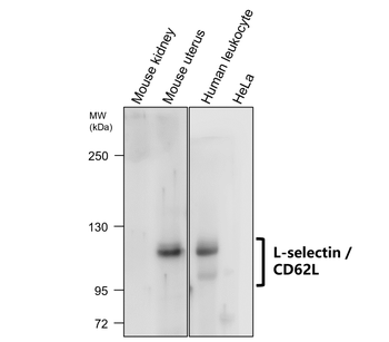 L-selectin | CD62L Antibody