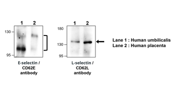 L-selectin | CD62L Antibody