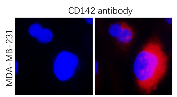 Tissue Factor/CD142 extracellular Antibody