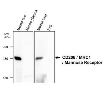 CD206/Mannose Receptor/MRC1 Antibody