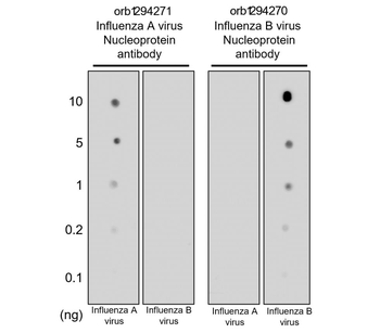 Influenza B Virus Nucleoprotein Antibody