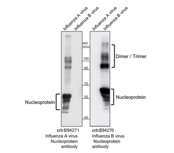 Influenza B Virus Nucleoprotein Antibody
