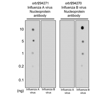Influenza A Virus Nucleoprotein Antibody