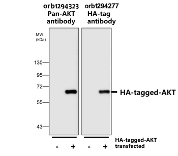 HA tag Rabbit Polyclonal Antibody