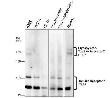 Toll-like Receptor 7 Rabbit Polyclonal Antibody