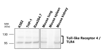 Toll-like Receptor 4 Rabbit Polyclonal Antibody