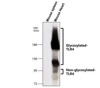 Toll-like Receptor 4 Rabbit Polyclonal Antibody