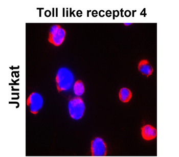 Toll-like Receptor 4 Rabbit Polyclonal Antibody