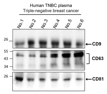 CD9 Antibody