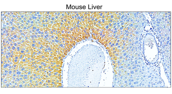 COL1A1/Collagen I Antibody