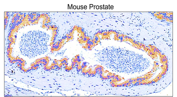 COL1A1/Collagen I Antibody