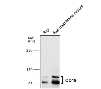 CD19 Antibody