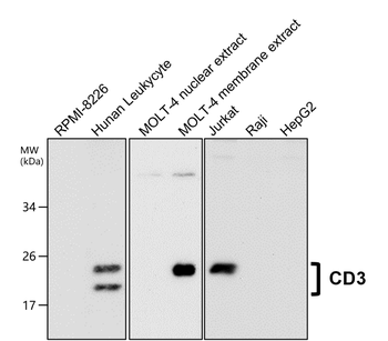 CD3 Antibody