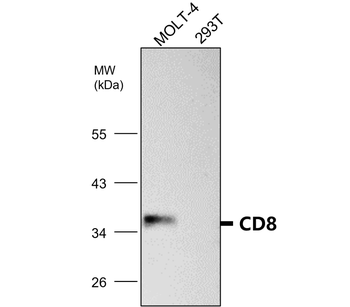 CD8 Antibody