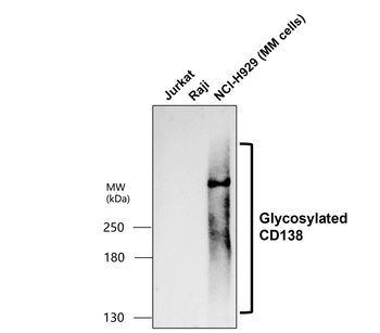 CD138/Syndecan-1 (IHC prefer), Extracellular Antibody
