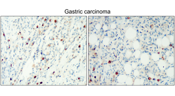 CD138/Syndecan-1 (IHC prefer), Extracellular Antibody
