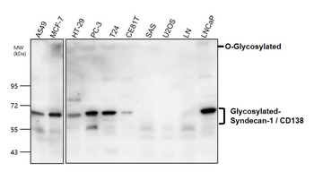 Syndecan-1/CD138 Extracellular domain Antibody