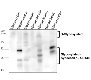 Syndecan-1/CD138 Extracellular domain Antibody