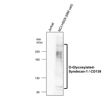 Syndecan-1/CD138 Extracellular domain Antibody