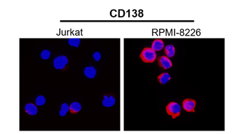 Syndecan-1/CD138 Extracellular domain Antibody
