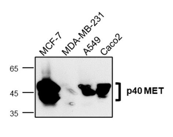 MET/C-MET/HGFR Antibody