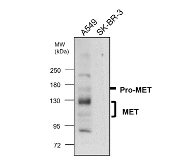 MET/C-MET/HGFR Antibody
