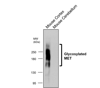 MET/C-MET/HGFR Antibody