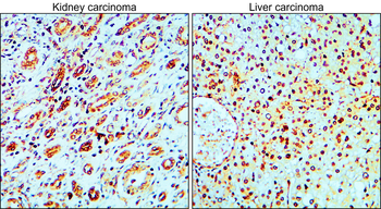 MET/C-MET/HGFR Antibody