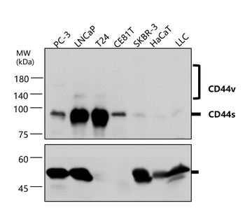 CD44 Rabbit Polyclonal Antibody