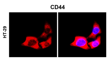 CD44 Rabbit Polyclonal Antibody