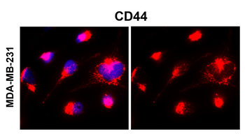 CD44 Rabbit Polyclonal Antibody