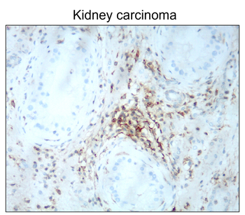 CD44 Rabbit Polyclonal Antibody