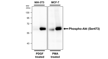 Phospho-AKT (Ser473) Antibody