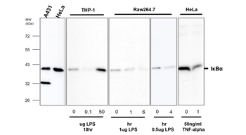 IKB alpha Rabbit Polyclonal Antibody