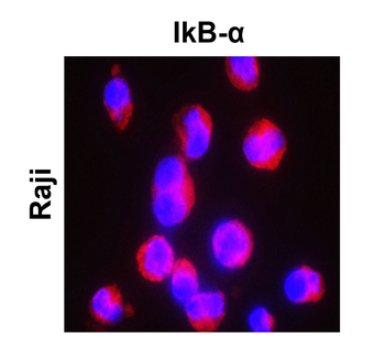 IKB alpha Rabbit Polyclonal Antibody