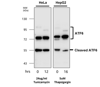 ATF6 Antibody