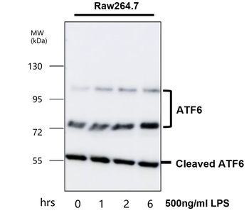 ATF6 Antibody