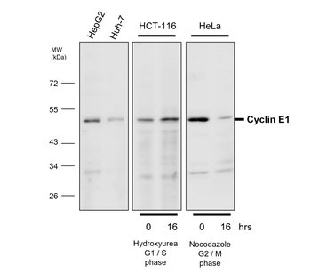 Cyclin E1 Rabbit Polyclonal Antibody