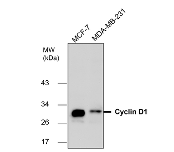Cyclin D1 Antibody