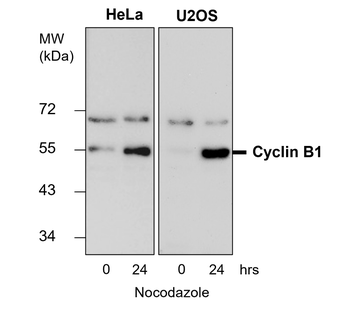 Cyclin B1 Antibody