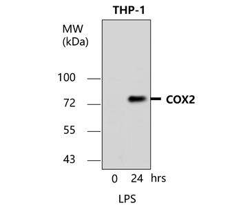 COX2 Rabbit Polyclonal Antibody