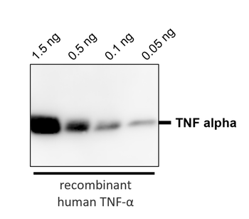 TNF alpha Rabbit Polyclonal Antibody