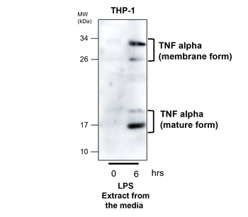 TNF alpha Rabbit Polyclonal Antibody