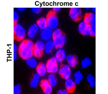 Cytochrome C Rabbit Polyclonal Antibody