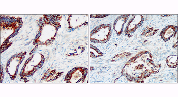 Cytochrome C Rabbit Polyclonal Antibody