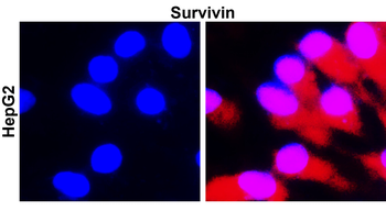 Survivin/BIRC5 Antibody