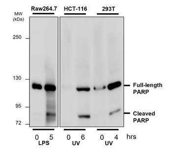 PARP1 Rabbit Polyclonal Antibody