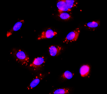 Caspase-8 Cleaved Rabbit Polyclonal Antibody