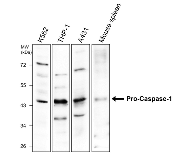 Caspase-1 Cleaved Asp297 Rabbit Polyclonal Antibody