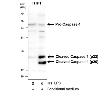 Caspase-1 Cleaved Asp297 Rabbit Polyclonal Antibody